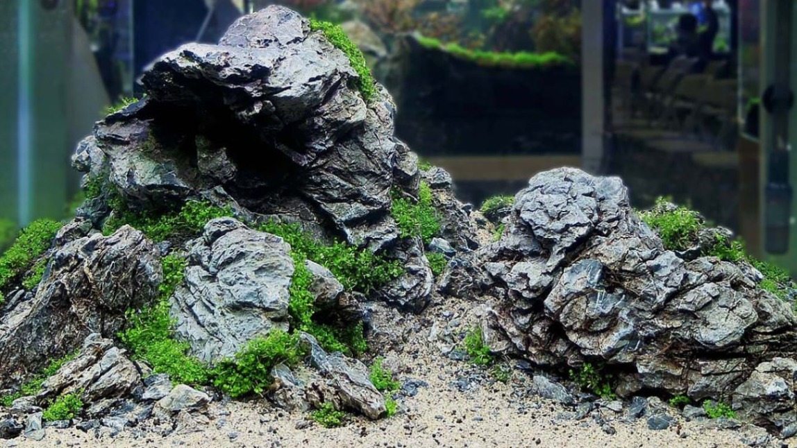 Albino Red Guppy Tank