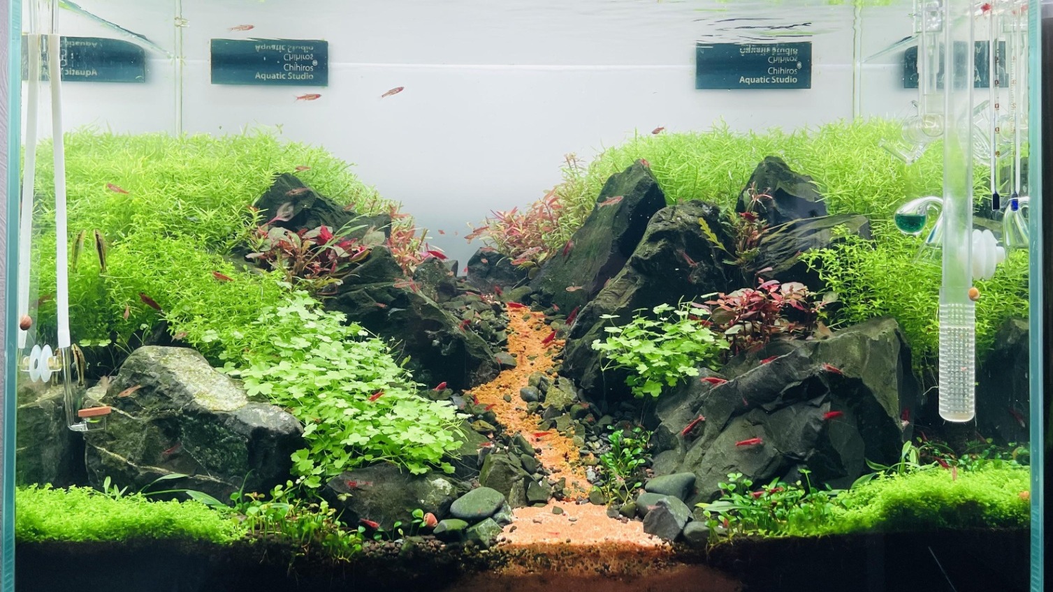 Albino Red Guppy Tank