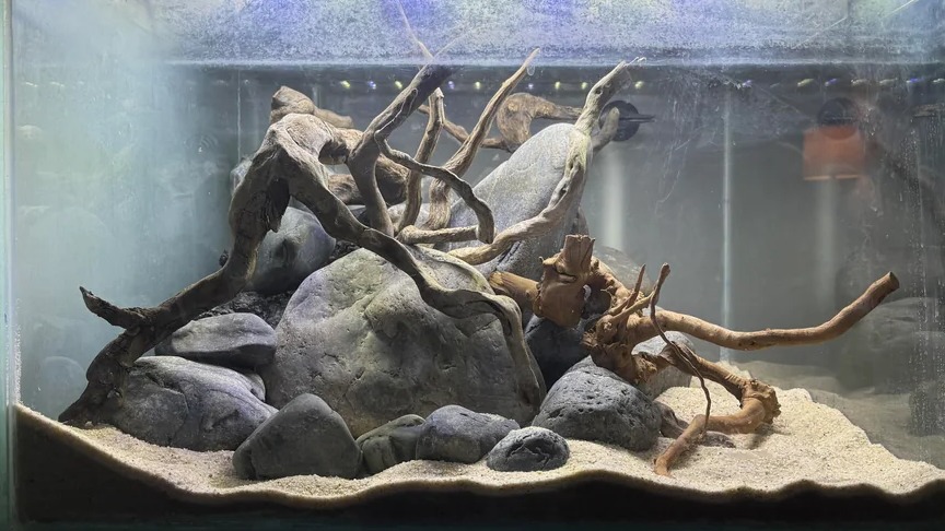 40G Breeder