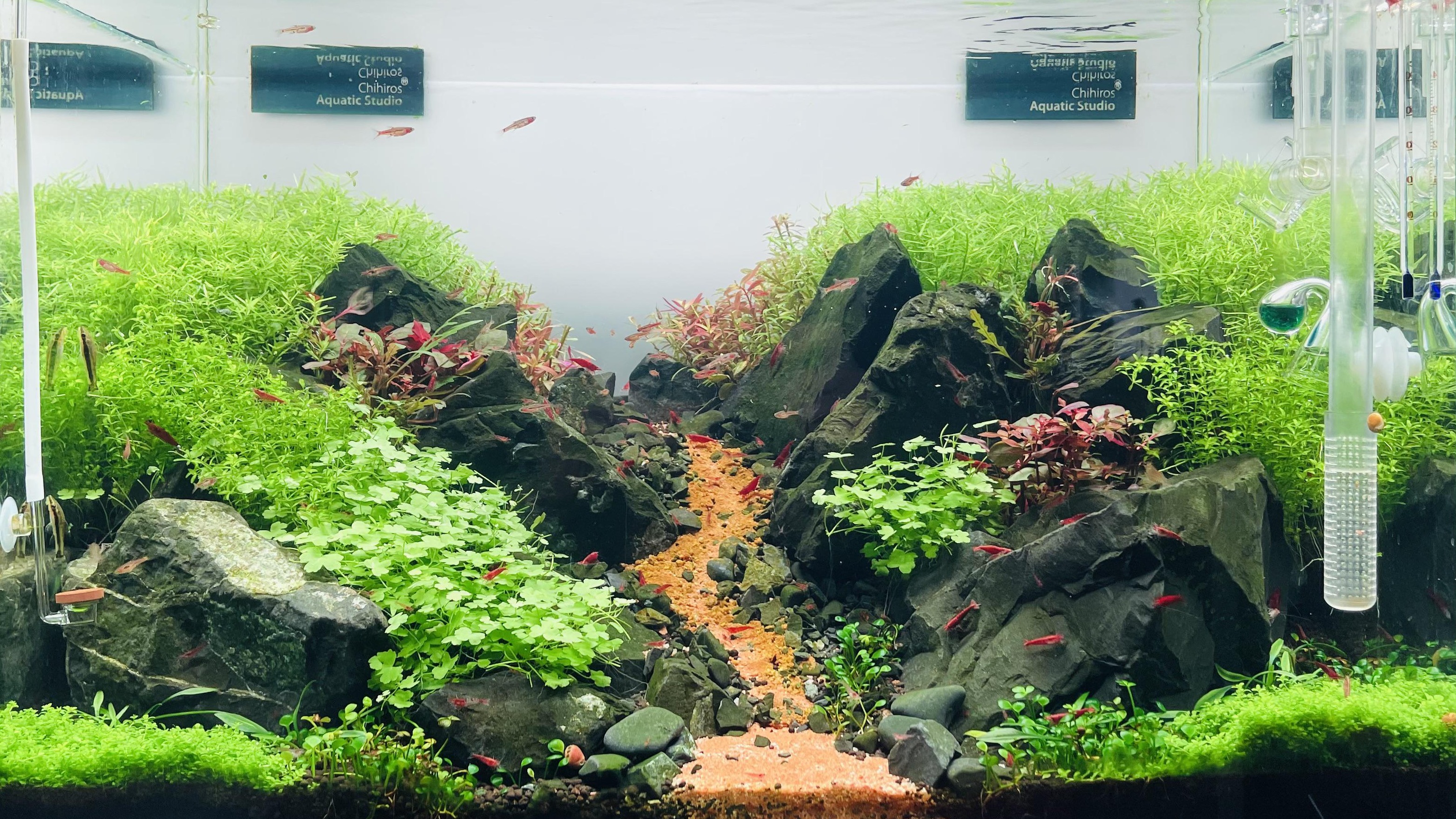 Neocaridina Shrimp Tank